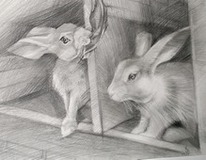 Зарисовка кроликов